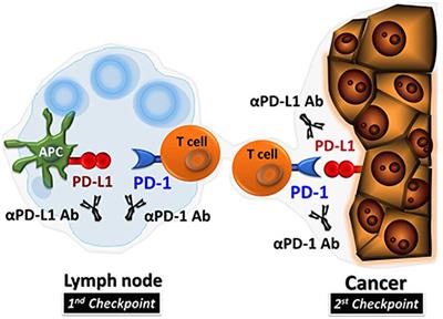 PD-1/PD-L1 Checkpoint Inhibitors in Tumor Immunotherapy